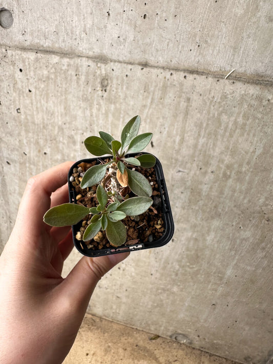【現品限り】フォークイエリア・コルムナリス 観峰玉【S4】 Fouquieria columnaris