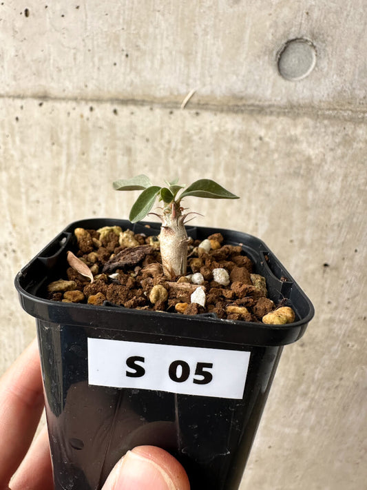 【現品限り】フォークイエリア・コルムナリス 観峰玉【S5】 Fouquieria columnaris