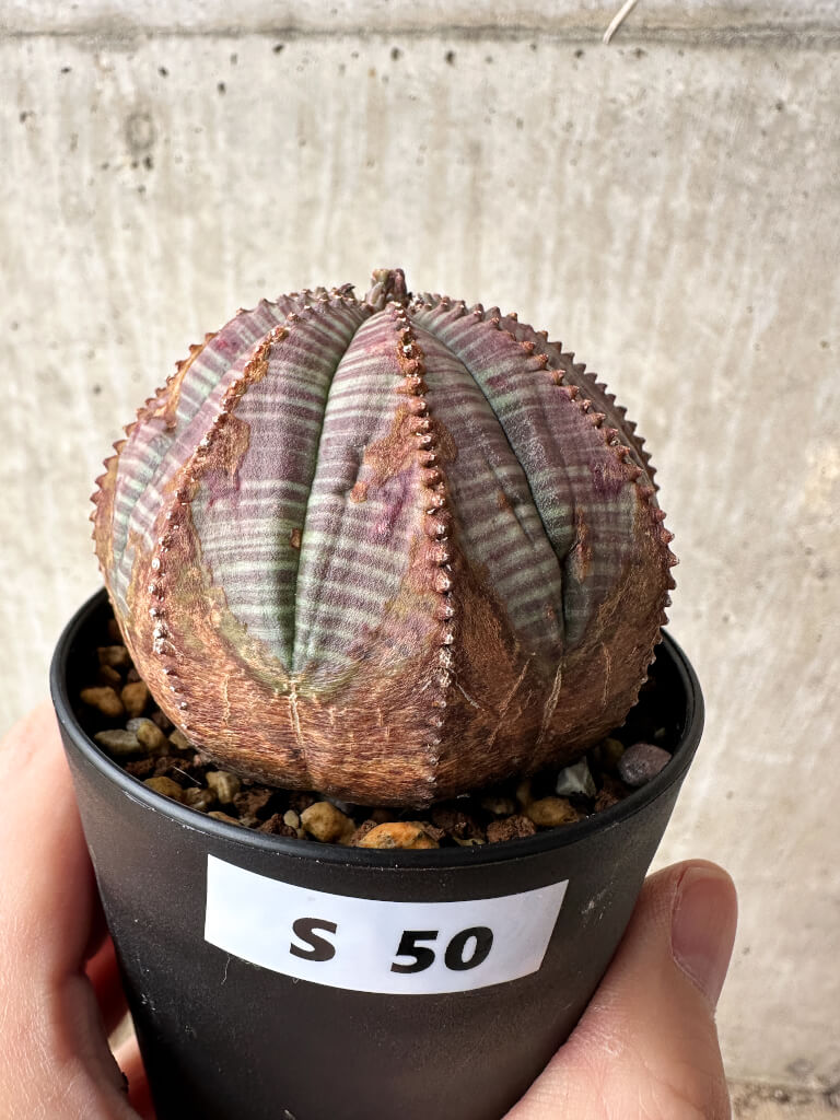 【現品限り】ユーフォルビア・オベサ【S50】 Euphorbia obesa