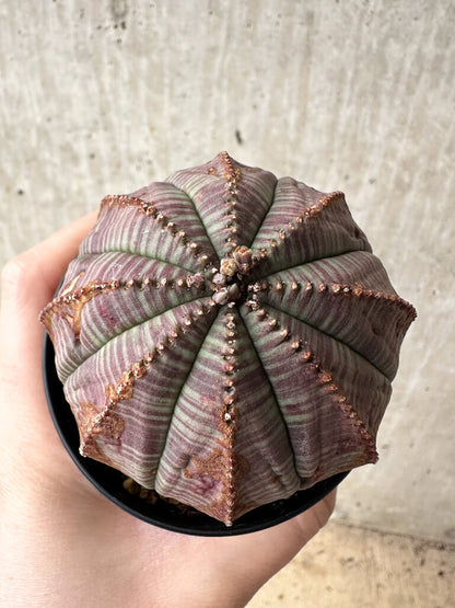 【現品限り】ユーフォルビア・オベサ【S50】 Euphorbia obesa