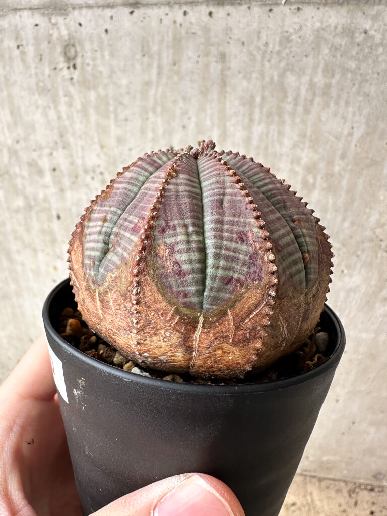【現品限り】ユーフォルビア・オベサ【S50】 Euphorbia obesa