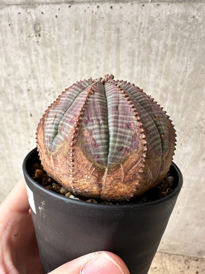 【現品限り】ユーフォルビア・オベサ【S50】 Euphorbia obesa