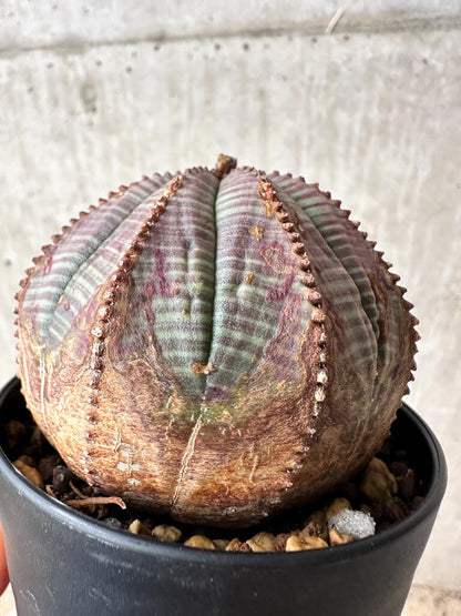 【現品限り】ユーフォルビア・オベサ【S50】 Euphorbia obesa