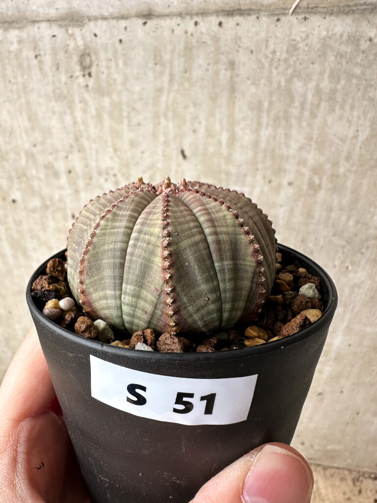 Euphorbia obesa ユーフォルビア オベサ 塊根植物 現品限り】ユーフォルビア・オベサ【S51】 Euphorbia obesa 塊根植物
