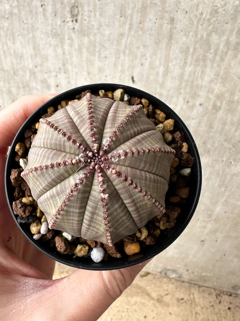 【現品限り】ユーフォルビア・オベサ【S51】 Euphorbia obesa