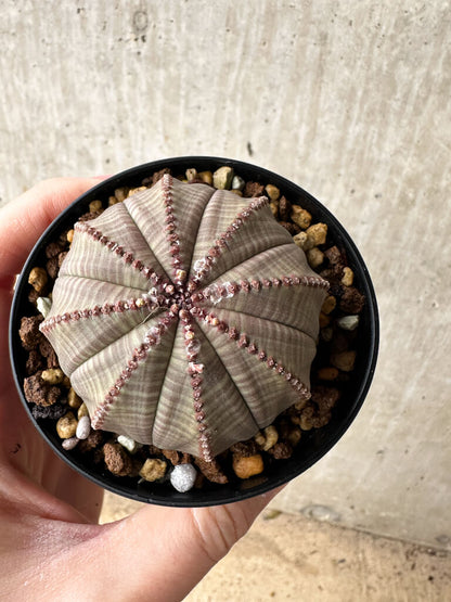 【現品限り】ユーフォルビア・オベサ【S51】 Euphorbia obesa