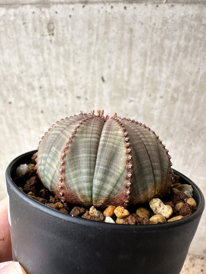 【現品限り】ユーフォルビア・オベサ【S51】 Euphorbia obesa