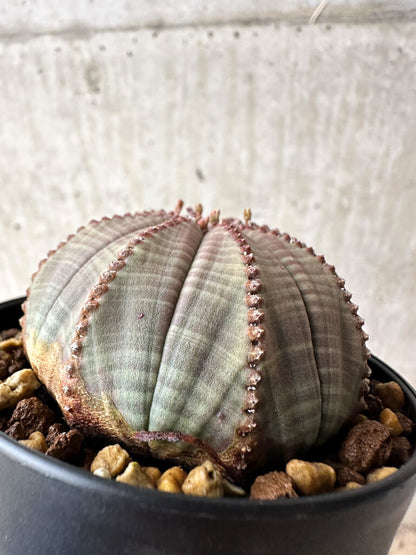 【現品限り】ユーフォルビア・オベサ【S51】 Euphorbia obesa