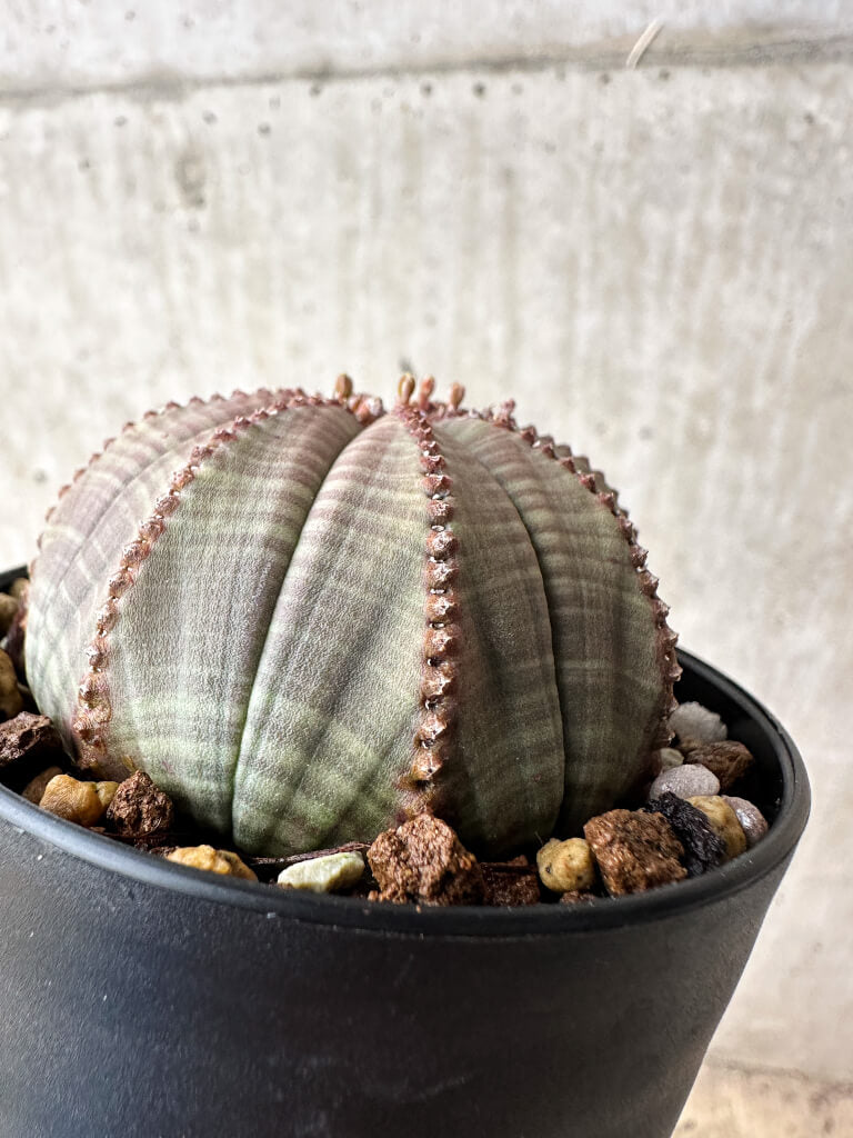 【現品限り】ユーフォルビア・オベサ【S51】 Euphorbia obesa