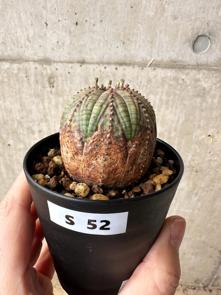 【現品限り】ユーフォルビア・オベサ【S52】 Euphorbia obesa