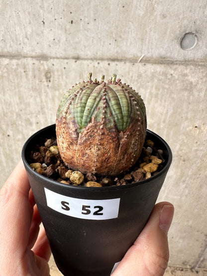 【現品限り】ユーフォルビア・オベサ【S52】 Euphorbia obesa