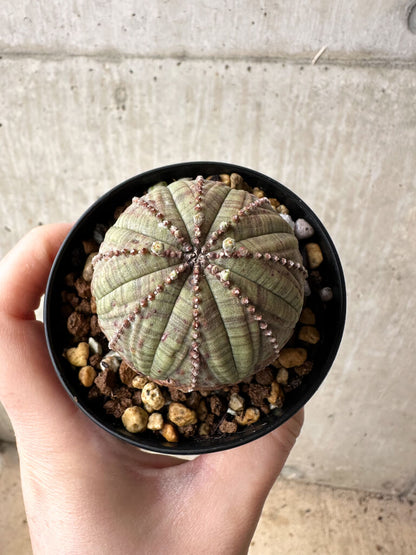 【現品限り】ユーフォルビア・オベサ【S52】 Euphorbia obesa