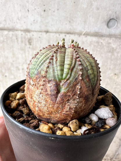 【現品限り】ユーフォルビア・オベサ【S52】 Euphorbia obesa