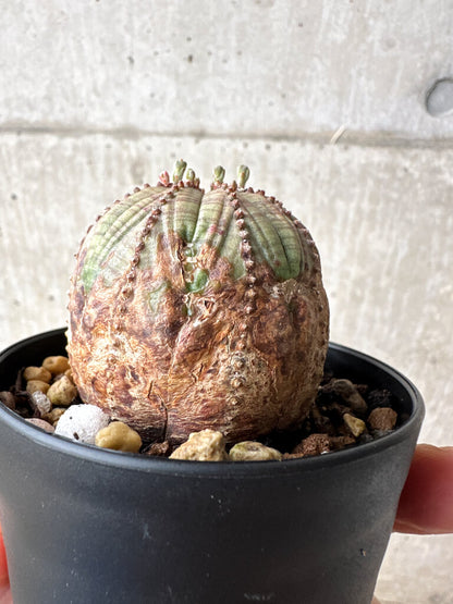 【現品限り】ユーフォルビア・オベサ【S52】 Euphorbia obesa