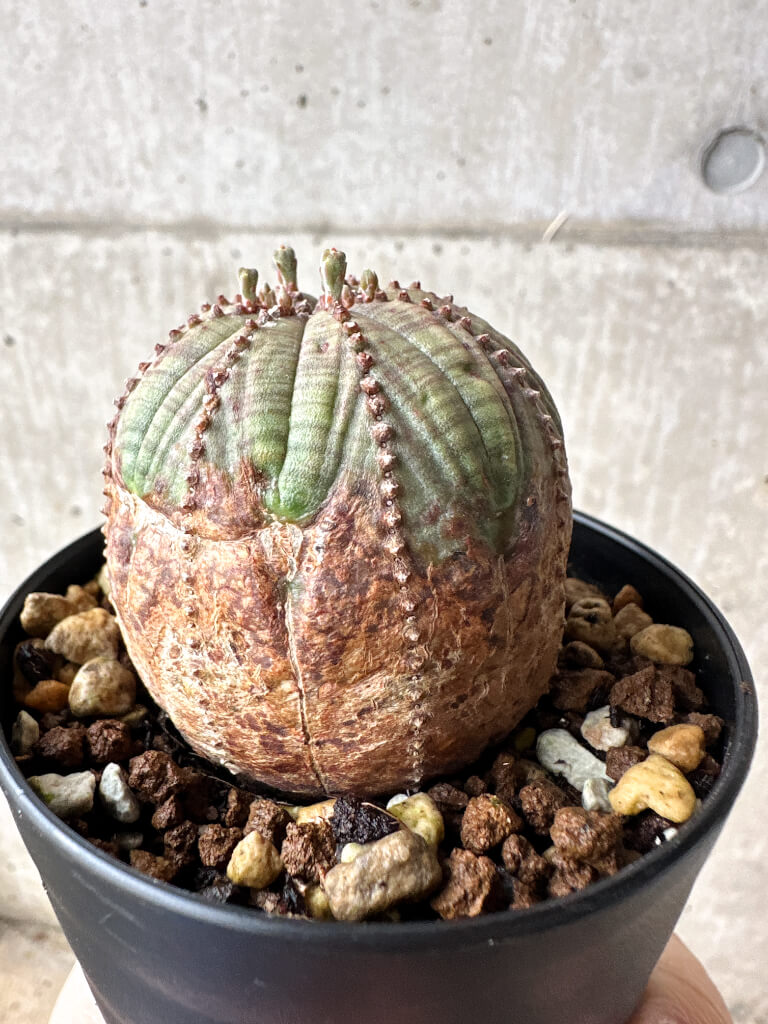 【現品限り】ユーフォルビア・オベサ【S52】 Euphorbia obesa