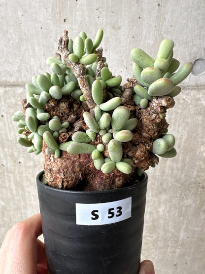 【現品限り】ケラリア・ピグマエア 現地株【S53】 Ceraria pygmaea