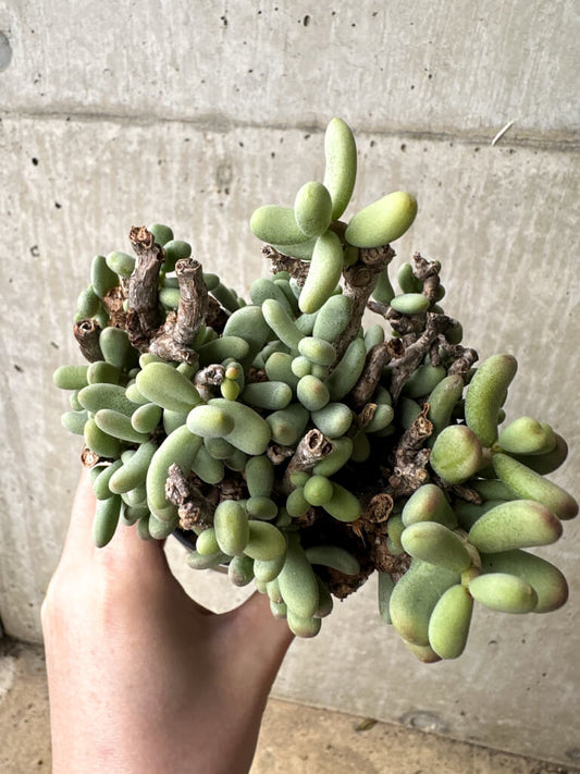 【現品限り】ケラリア・ピグマエア 現地株【S53】 Ceraria pygmaea