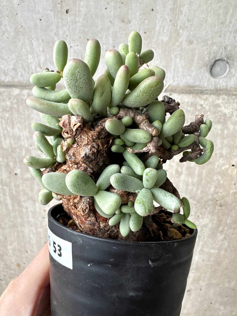 【現品限り】ケラリア・ピグマエア 現地株【S53】 Ceraria pygmaea