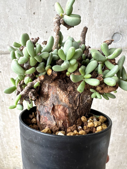 【現品限り】ケラリア・ピグマエア 現地株【S53】 Ceraria pygmaea