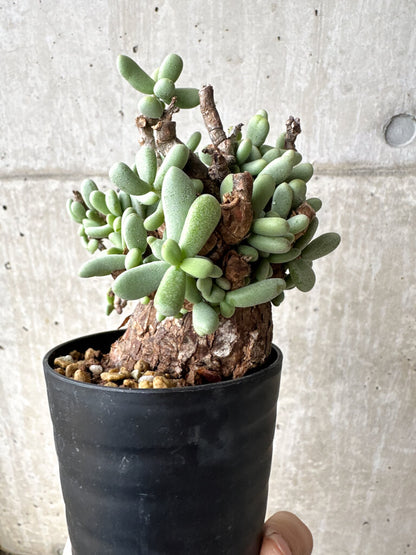 【現品限り】ケラリア・ピグマエア 現地株【S53】 Ceraria pygmaea