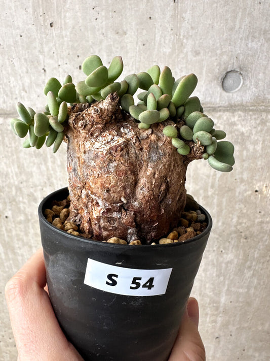 【現品限り】ケラリア・ピグマエア 現地株【S54】 Ceraria pygmaea