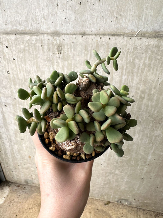 【現品限り】ケラリア・ピグマエア 現地株【S54】 Ceraria pygmaea