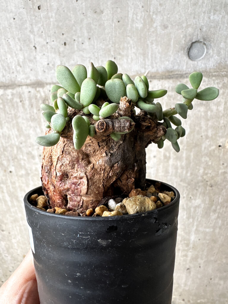 【現品限り】ケラリア・ピグマエア 現地株【S54】 Ceraria pygmaea