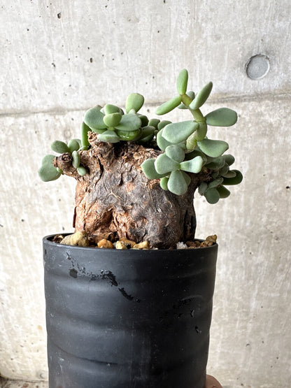 【現品限り】ケラリア・ピグマエア 現地株【S54】 Ceraria pygmaea