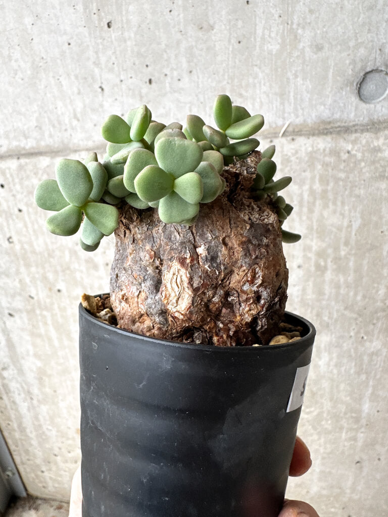 【現品限り】ケラリア・ピグマエア 現地株【S54】 Ceraria pygmaea