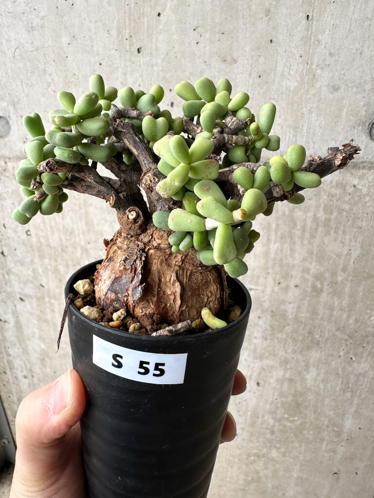 現品限り】ケラリア・ピグマエア 現地株【S55】 Ceraria pygmaea 塊根