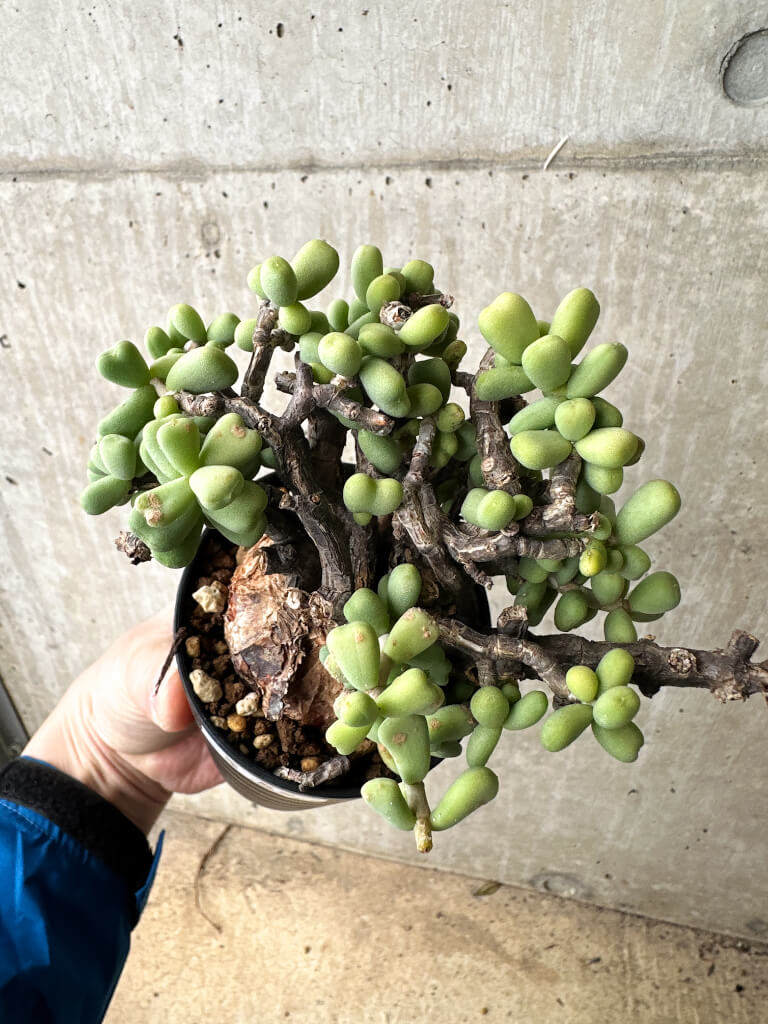 ケラリア・ピグマエア No.3 現地株 発根済み 塊根植物 コーデックス