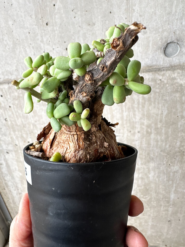 【現品限り】ケラリア・ピグマエア 現地株【S55】 Ceraria pygmaea