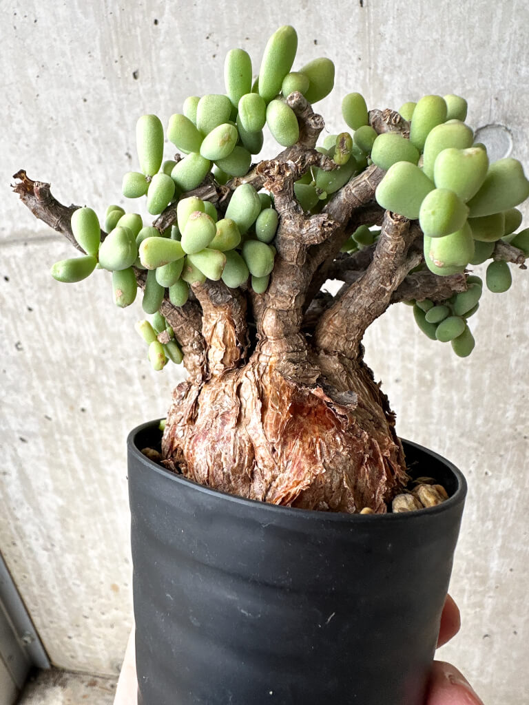 【現品限り】ケラリア・ピグマエア 現地株【S55】 Ceraria pygmaea