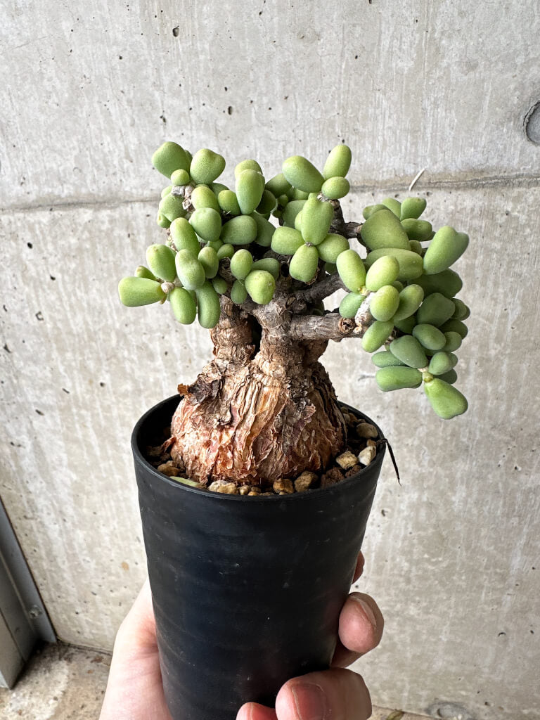 【現品限り】ケラリア・ピグマエア 現地株【S55】 Ceraria pygmaea