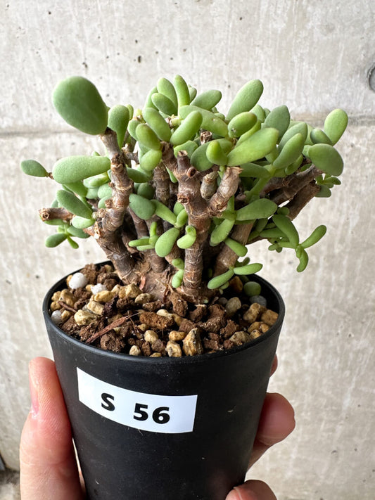 【現品限り】ケラリア・ピグマエア 現地株【S56】 Ceraria pygmaea