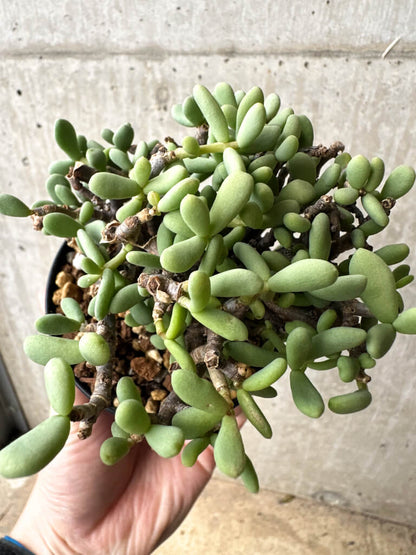 【現品限り】ケラリア・ピグマエア 現地株【S56】 Ceraria pygmaea