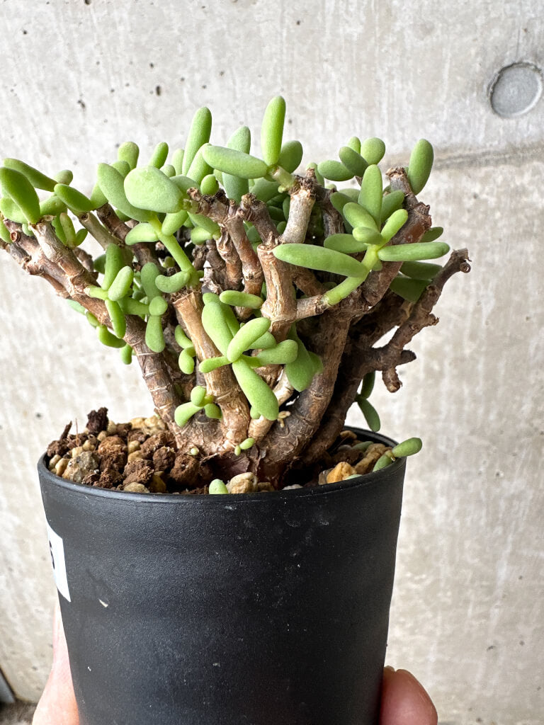 【現品限り】ケラリア・ピグマエア 現地株【S56】 Ceraria pygmaea