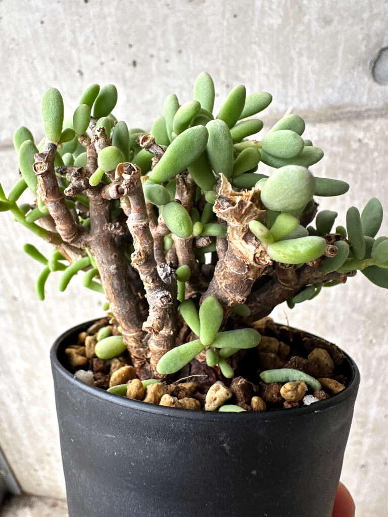 【現品限り】ケラリア・ピグマエア 現地株【S56】 Ceraria pygmaea