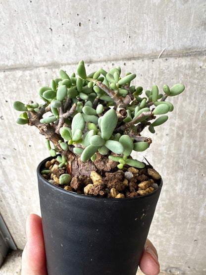 【現品限り】ケラリア・ピグマエア 現地株【S56】 Ceraria pygmaea