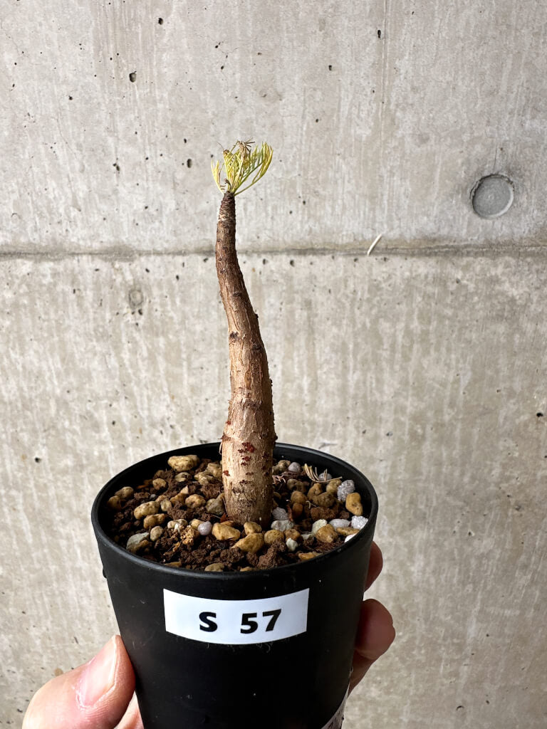【現品限り】コミフォラ・クラウセリアーナ【S57】 Commiphora kraeuseliana