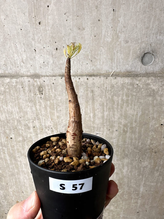 【現品限り】コミフォラ・クラウセリアーナ【S57】 Commiphora kraeuseliana