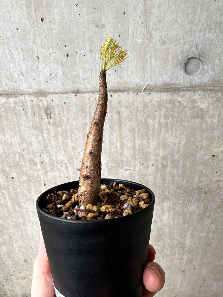 【現品限り】コミフォラ・クラウセリアーナ【S57】 Commiphora kraeuseliana