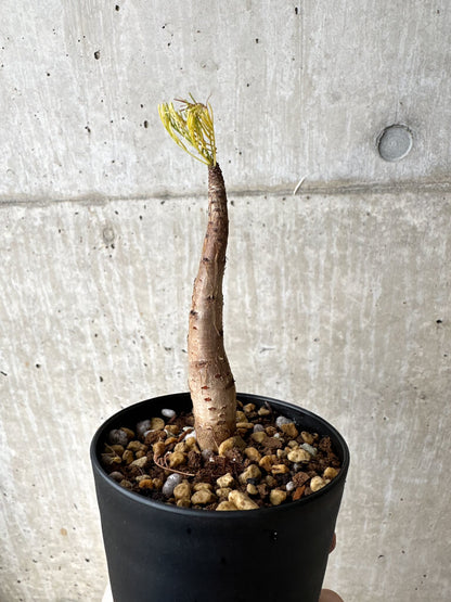 【現品限り】コミフォラ・クラウセリアーナ【S57】 Commiphora kraeuseliana
