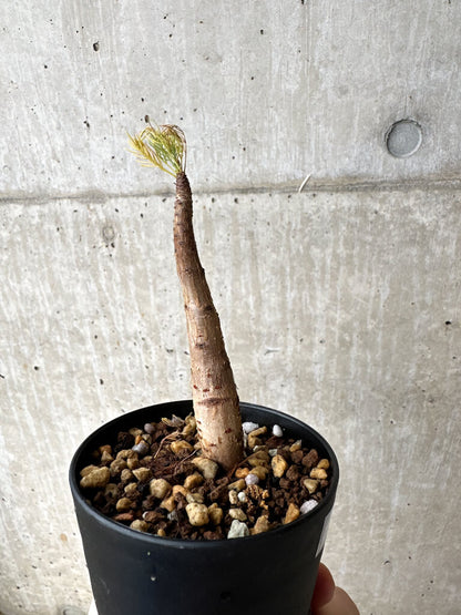 【現品限り】コミフォラ・クラウセリアーナ【S57】 Commiphora kraeuseliana