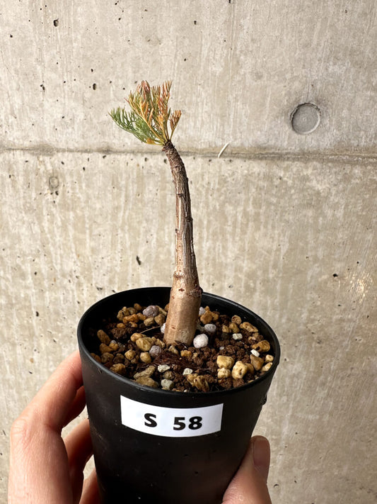 【現品限り】コミフォラ・クラウセリアーナ【S58】 Commiphora kraeuseliana