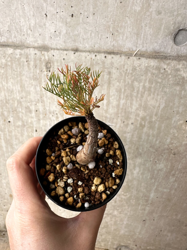 【現品限り】コミフォラ・クラウセリアーナ【S58】 Commiphora kraeuseliana