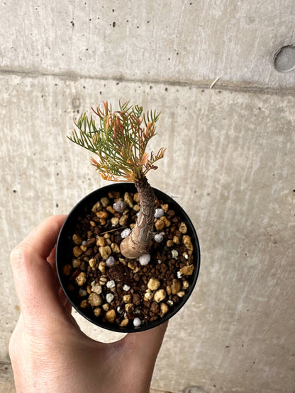 【現品限り】コミフォラ・クラウセリアーナ【S58】 Commiphora kraeuseliana