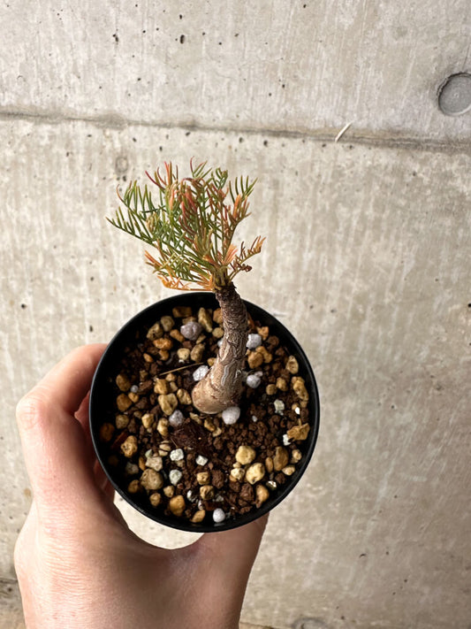 【現品限り】コミフォラ・クラウセリアーナ【S58】 Commiphora kraeuseliana