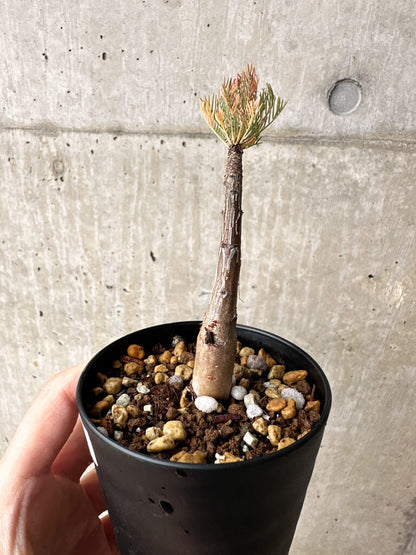 【現品限り】コミフォラ・クラウセリアーナ【S58】 Commiphora kraeuseliana