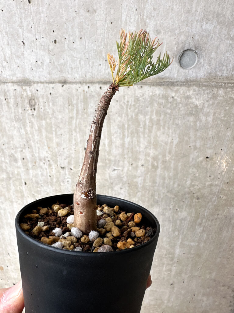 【現品限り】コミフォラ・クラウセリアーナ【S58】 Commiphora kraeuseliana
